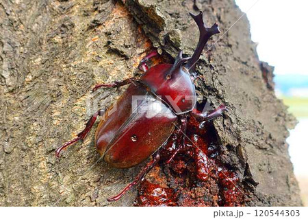 カブトムシ　クワガタムシ　夏休み　子供 120544303