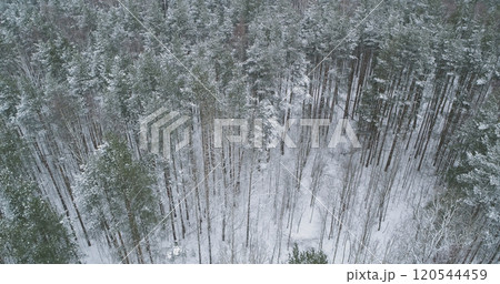 Aerial forward fly with tilt over frozen mixed forest with pine and birch trees Aerial forward fly with tilt over frozen mixed forest with pine and birch trees 120544459