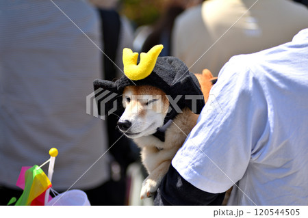 関東・小田原北条五代祭り(北條五代祭り)・戦国時代の武者行列を眺める観光犬・神奈川県小田原市 120544505