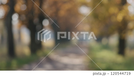 Bokeh blurred background of autumn oak alley on sunny morning 120544719