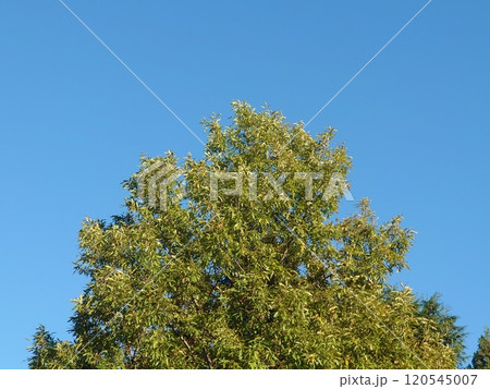 青空に映える木 120545007