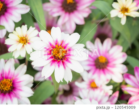 満開のジニアの花・プロフュージョン チェリーバイカラー 120545009