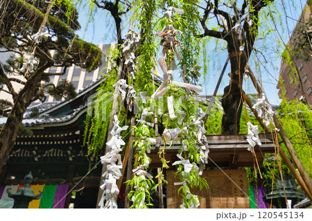 京都 紫雲山頂法寺 六角堂　六角柳（京都市中京区） 120545134