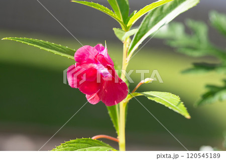 鳳仙花(ホウセンカ)てぃんさぐぬ花 鳳仙花(ホウセンカ)てぃんさぐぬ花 120545189