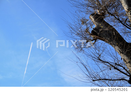 埼玉県秩父市太田の太田熊野神社 雨乞いの欅 埼玉県秩父市太田の太田熊野神社 雨乞いの欅 120545201