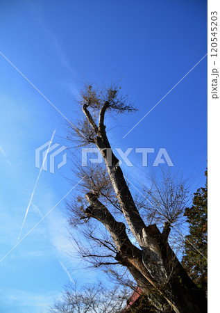 埼玉県秩父市太田の太田熊野神社 雨乞いの欅 埼玉県秩父市太田の太田熊野神社 雨乞いの欅 120545203