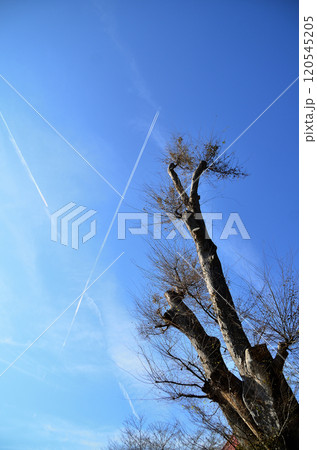 埼玉県秩父市太田の太田熊野神社 雨乞いの欅 埼玉県秩父市太田の太田熊野神社 雨乞いの欅 120545205