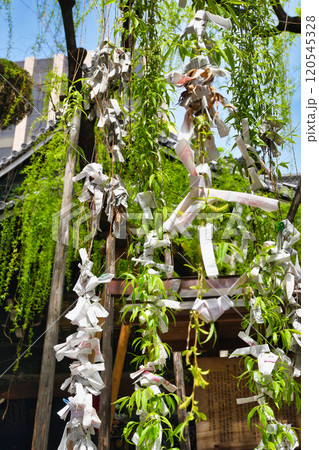 京都 紫雲山頂法寺 六角堂　六角柳（京都市中京区） 120545328