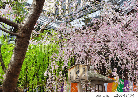 京都 紫雲山頂法寺 六角堂 美しい満開の枝垂れ桜(京都市中京区) 京都 紫雲山頂法寺 六角堂 美しい満開の枝垂れ桜(京都市中京区) 120545474