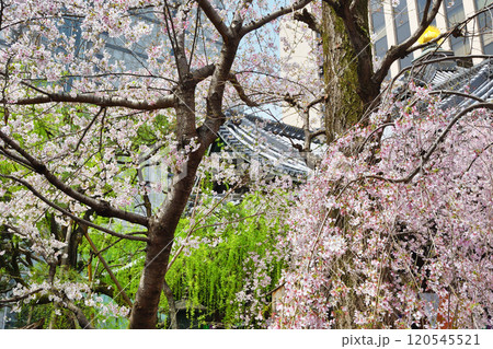 京都　紫雲山頂法寺　六角堂　美しい満開の枝垂れ桜（京都市中京区） 120545521