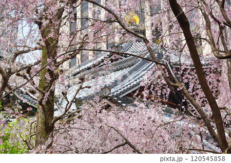 京都 紫雲山頂法寺 六角堂 美しい満開の枝垂れ桜(京都市中京区) 京都 紫雲山頂法寺 六角堂 美しい満開の枝垂れ桜(京都市中京区) 120545858