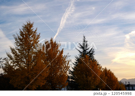 晩秋の岩手県盛岡市の夕空の黄葉紅葉と飛行機雲と雲のたたずまい　 120545998