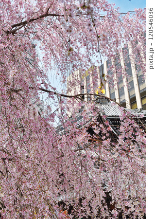 京都　紫雲山頂法寺　六角堂　美しい満開の枝垂れ桜（京都市中京区） 120546036