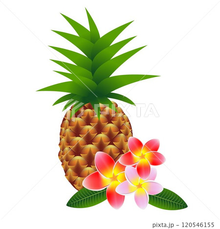 Flowers frangipani (Plumeria) with pineapple, on white. 120546155