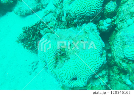 Colpophyllia natans - (Boulder Brain Coral), undersea macro photography Faviidae 120546165