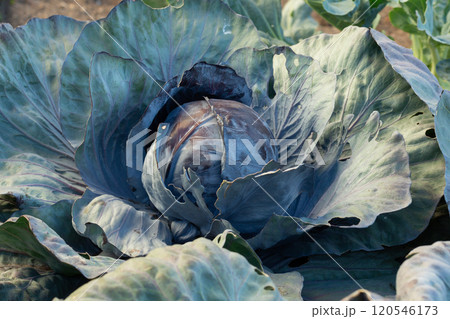Red cabbage growing in garden. Soon ready to harvest cabbage plant with large green leaves. Lush summer vegetable background. Blue Kraut, Red Kraut or Brassica oleracea. Red cabbage growing in garden. Soon ready to harvest cabbage plant with large green leaves. Lush summer vegetable background. Blue Kraut, Red Kraut or Brassica oleracea. 120546173