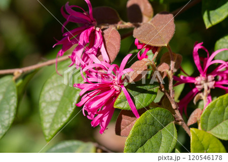 Botanical collection, pink flowers of Loropetalum chinense close up 120546178