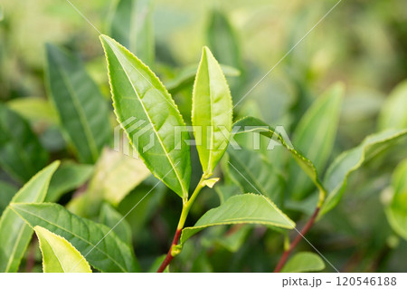 Closeup, Top of Green tea leaf in the morning, tea plantation, blurred background, selective focus. Closeup, Top of Green tea leaf in the morning, tea plantation, blurred background, selective focus. 120546188