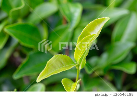 Closeup, Top of Green tea leaf in the morning, tea plantation, blurred background, selective focus. 120546189