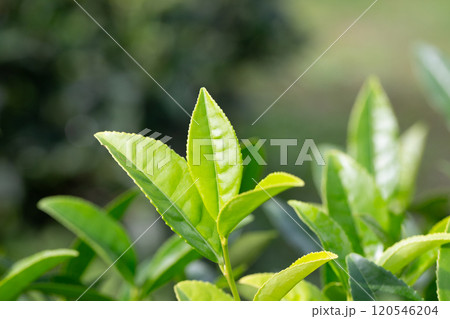Closeup, Top of Green tea leaf in the morning, tea plantation, blurred background, selective focus. Closeup, Top of Green tea leaf in the morning, tea plantation, blurred background, selective focus. 120546204