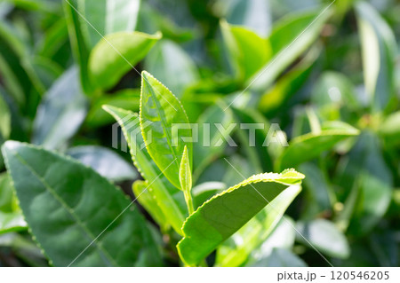 Closeup, Top of Green tea leaf in the morning, tea plantation, blurred background, selective focus. Closeup, Top of Green tea leaf in the morning, tea plantation, blurred background, selective focus. 120546205