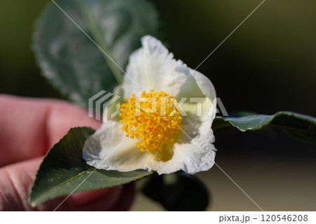 Camellia sinensis tea plant flower, white flower in a woman's hand, blooming Chinese tea bush, close-up. 120546208