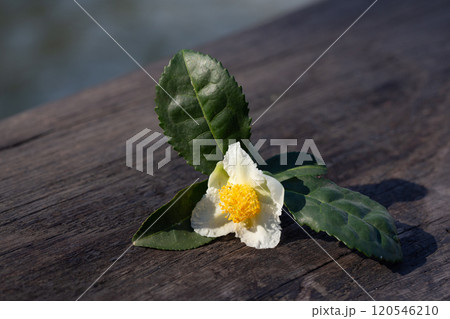 Camellia sinensis tea plant flower, white flower with green leaves on a wooden background, blooming Chinese tea bush, close-up. Camellia sinensis tea plant flower, white flower with green leaves on a wooden background, blooming Chinese tea bush, close-up. 120546210