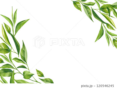 Green tea leaves frame. Floral background 120546245