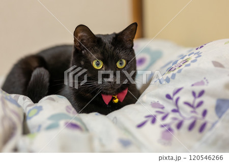 黒猫の日常 黒猫の日常 120546266