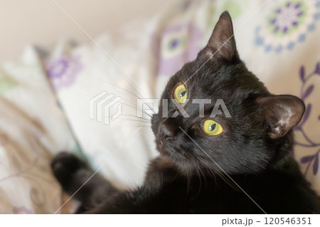 黒猫の日常 120546351