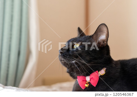 黒猫の日常 黒猫の日常 120546367