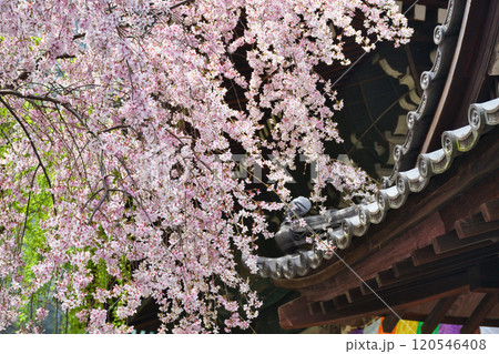 京都 紫雲山頂法寺 六角堂 美しい満開の枝垂れ桜(京都市中京区) 京都 紫雲山頂法寺 六角堂 美しい満開の枝垂れ桜(京都市中京区) 120546408