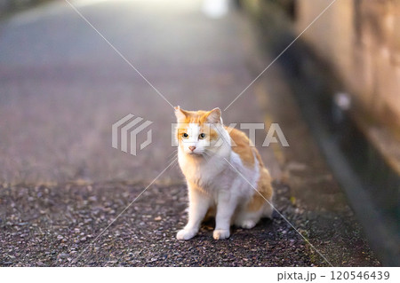 野良猫たち 野良猫たち 120546439