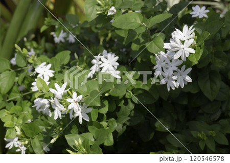 Tropical plants at flower market Tropical plants at flower market 120546578