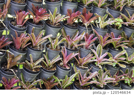 Tropical plants at flower market 120546634