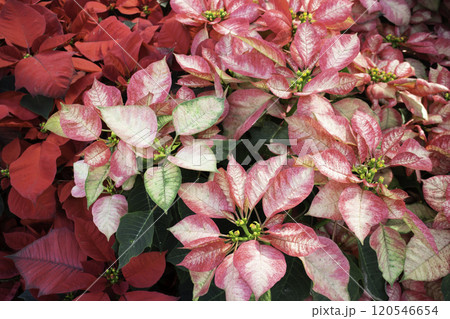 Tropical plants at flower market Tropical plants at flower market 120546654