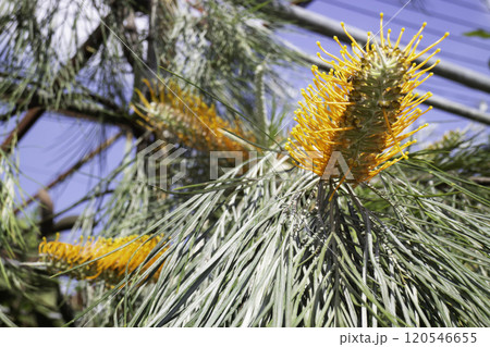 Tropical plants at flower market 120546655