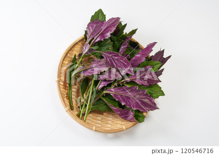 金時草　イメージ 120546716