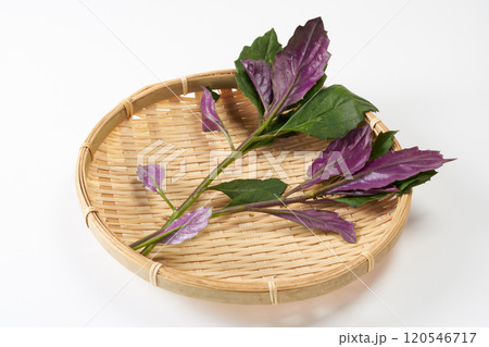 金時草 イメージ 金時草 イメージ 120546717