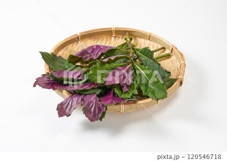金時草 イメージ 金時草 イメージ 120546718