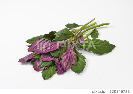 金時草　イメージ 120546728