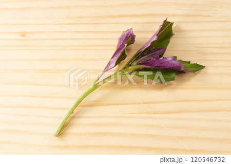 金時草　イメージ 120546732