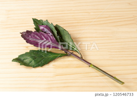 金時草　イメージ 120546733