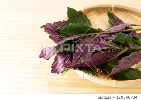 金時草 イメージ 金時草 イメージ 120546734