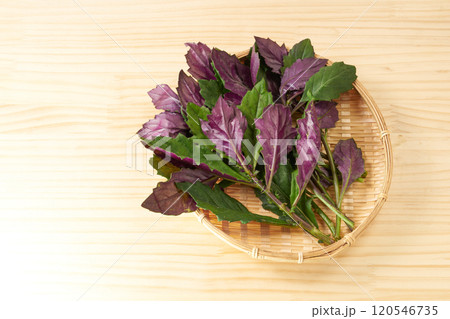 金時草　イメージ 120546735