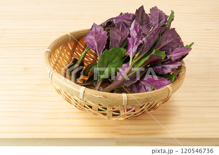 金時草 イメージ 金時草 イメージ 120546736