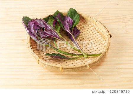 金時草 イメージ 金時草 イメージ 120546739