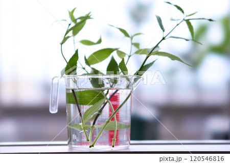 水差しで発根したヒメウツギ 水差しで発根したヒメウツギ 120546816