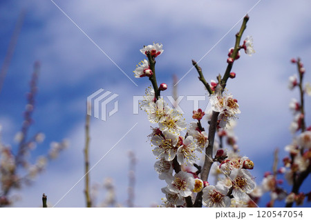 白梅 白梅 120547054