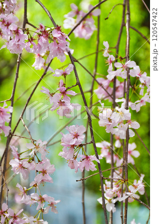 京都 紫雲山頂法寺 六角堂 美しい満開の枝垂れ桜(京都市中京区) 京都 紫雲山頂法寺 六角堂 美しい満開の枝垂れ桜(京都市中京区) 120547422